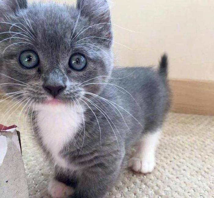 狗狗不让关门——破解宠物行为背后的情感密码